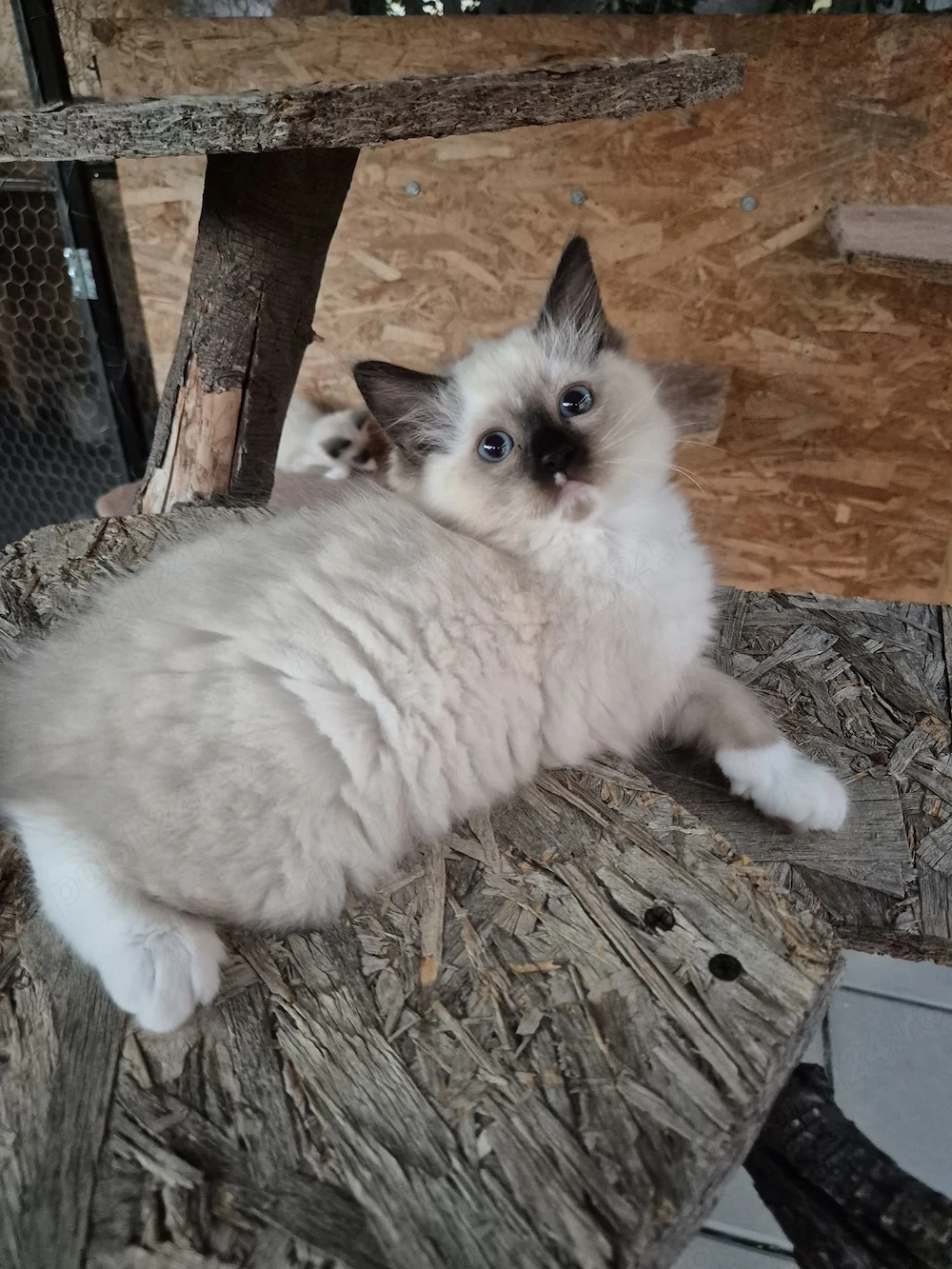Ragdoll Colorpoint superb 