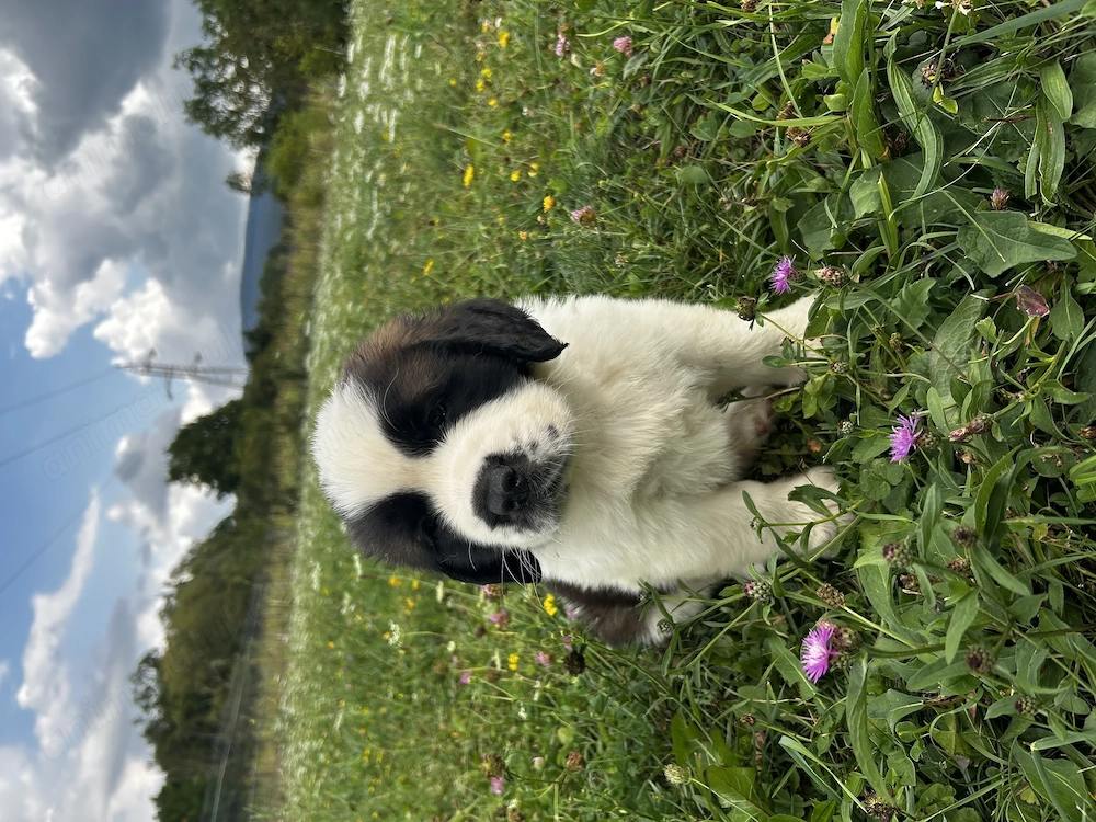 Pui de Saint Bernard (Femela)
