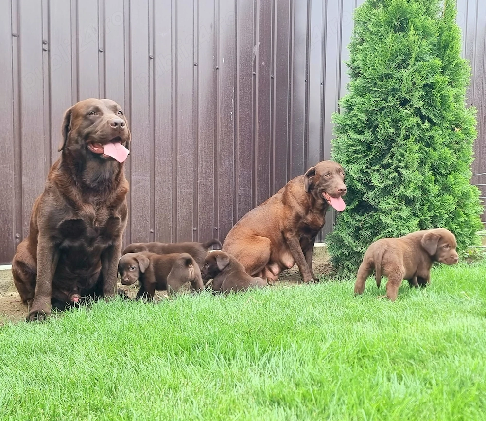 Labrador Retriever Ciocolatiu