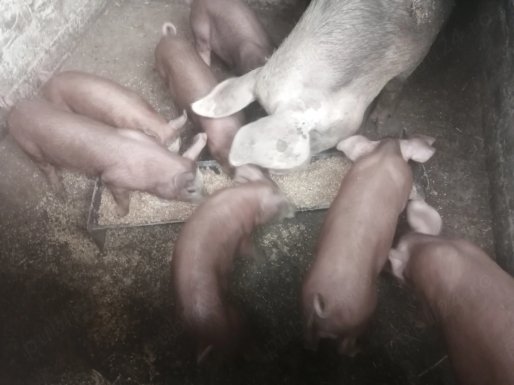 Vând 6 purcei pietran cu duroc 