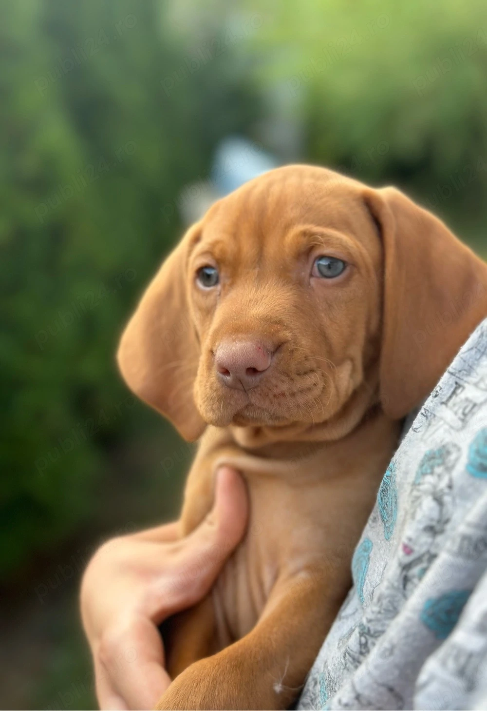 Catei Vizsla 