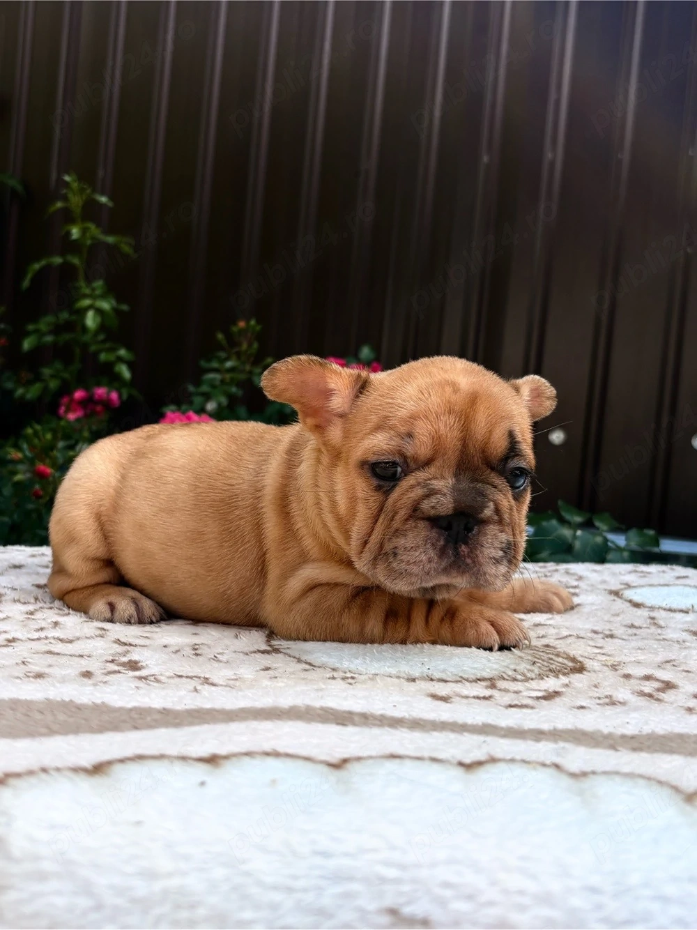 bulldog francez femela