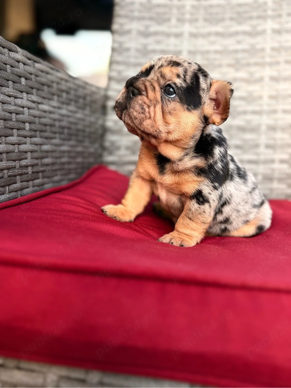 bulldog francez merle