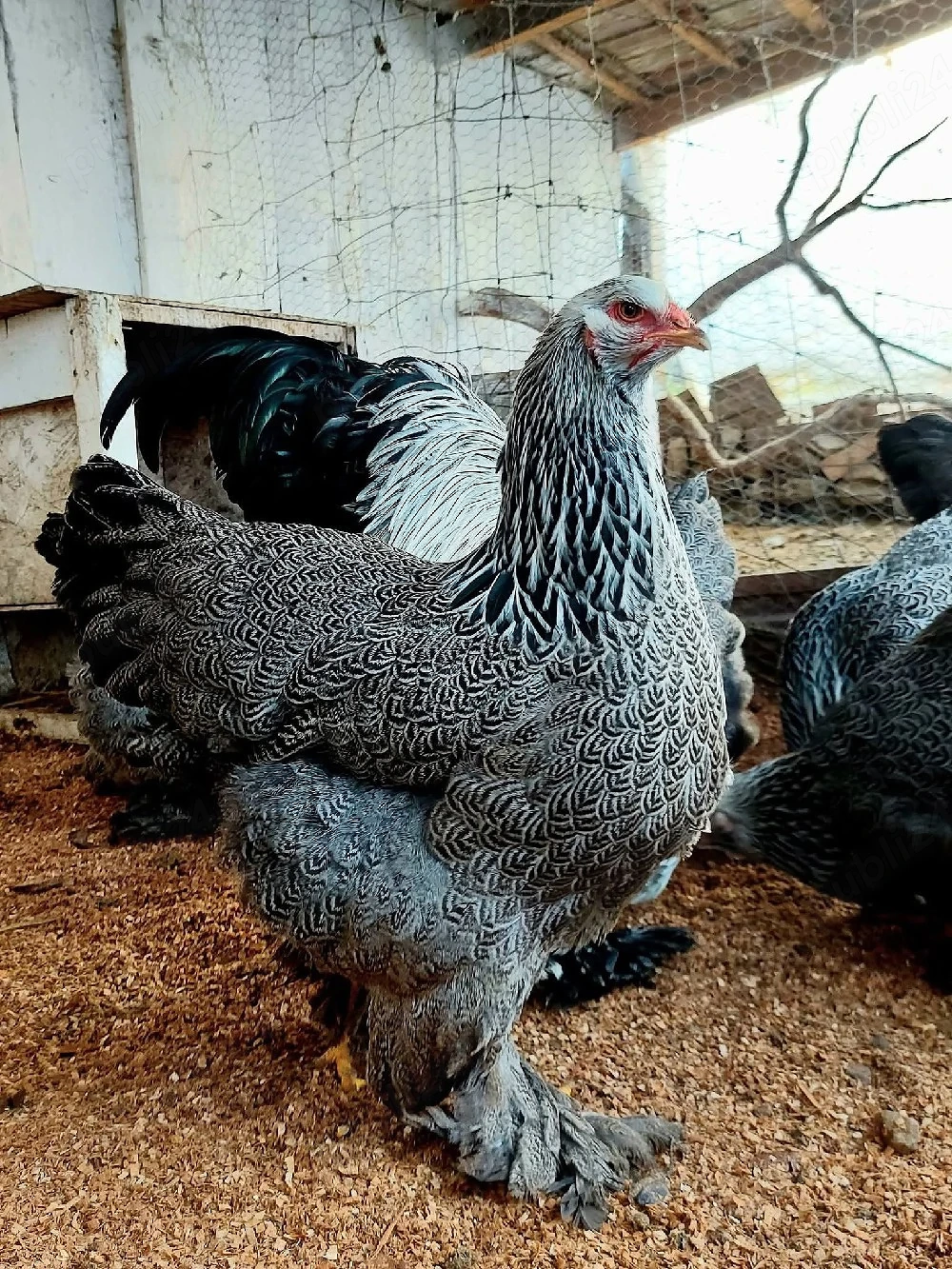 oua de incubat brahma si Australorp 