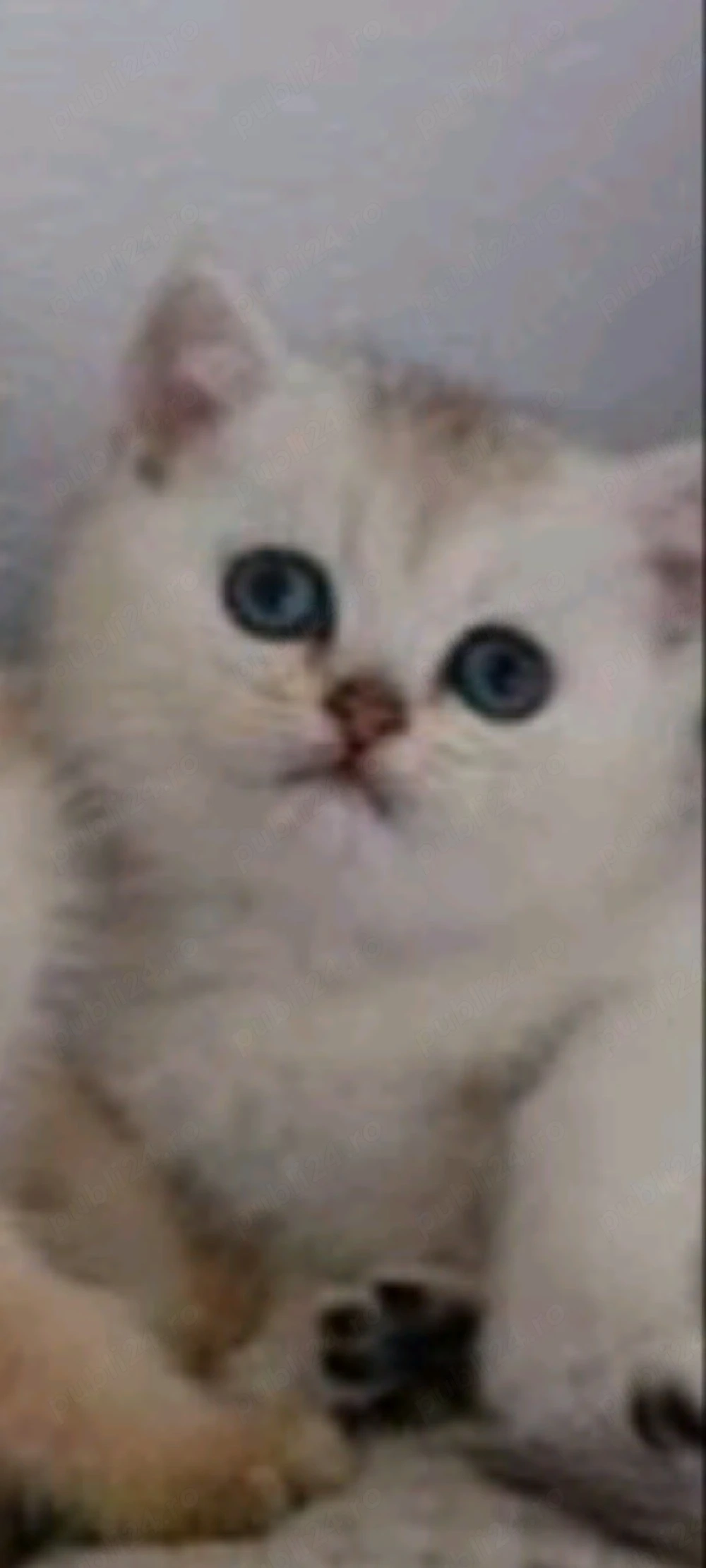 British Shorthair chinchila silver 