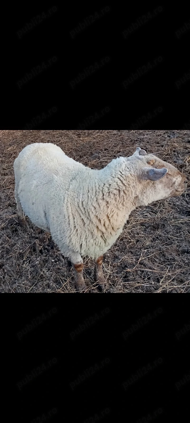 berbec suffolk X texel 