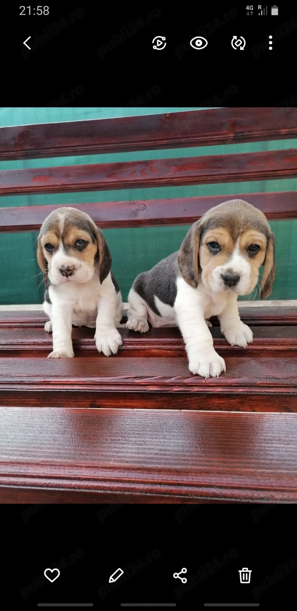 Catelusi rasa beagle pura