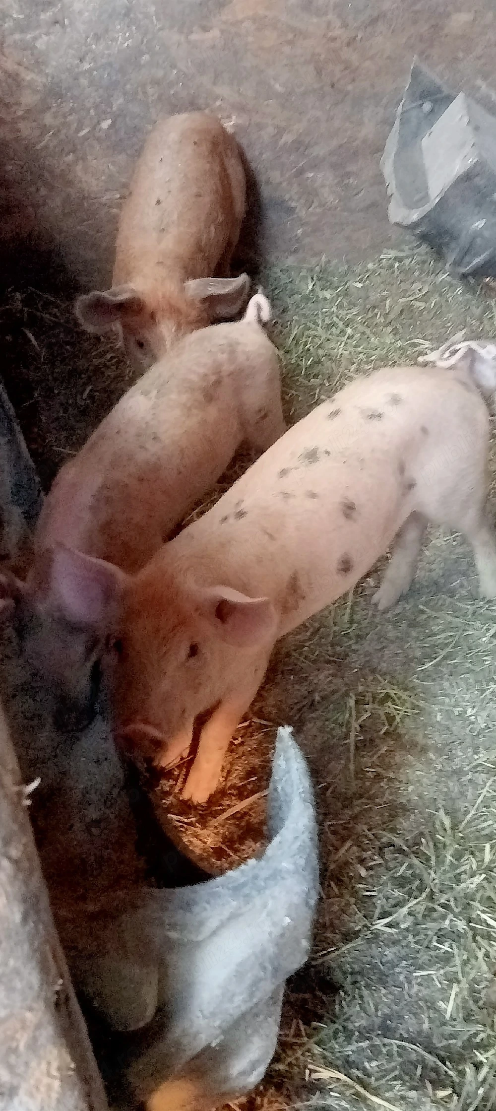 vând purcei de carne 