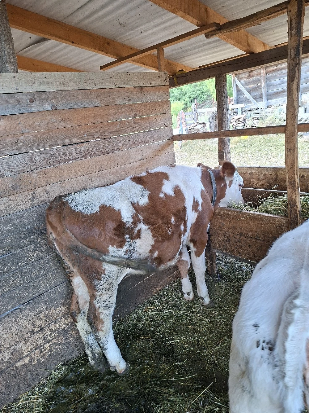 vitea de vanzare 
