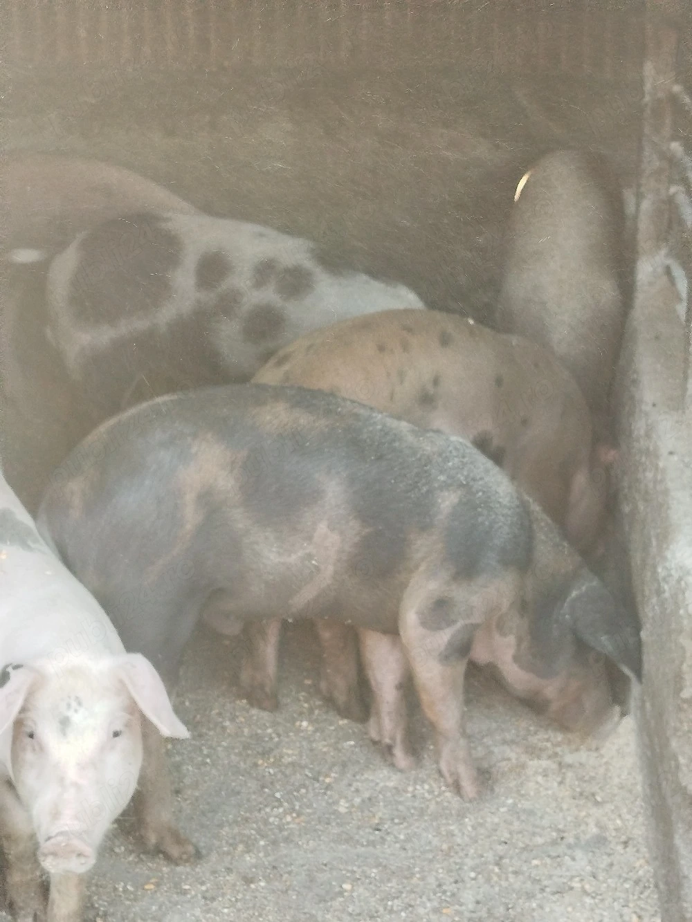 Purcei de vânzare 8 bucăți și 6 grăsuni la 20 + de kg