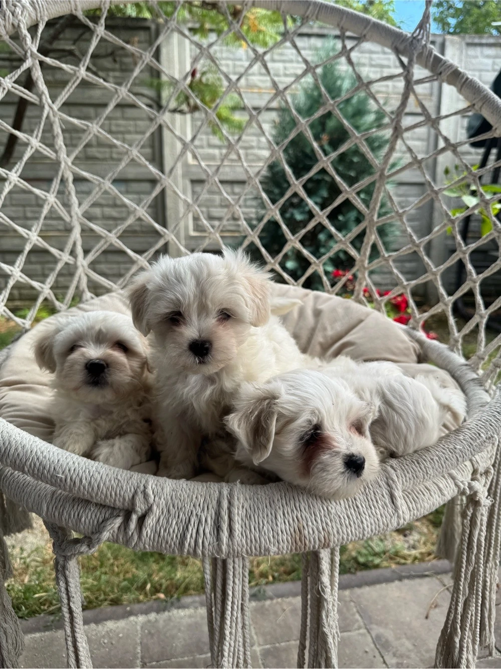 Puiuți Bichon Maltez de vânzare