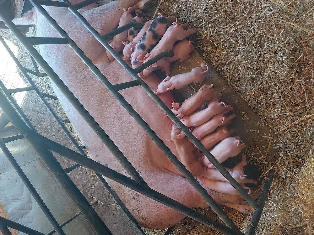 vand scrofa cu 16 purcei cu greutatea de 300+,pret 7000 lei