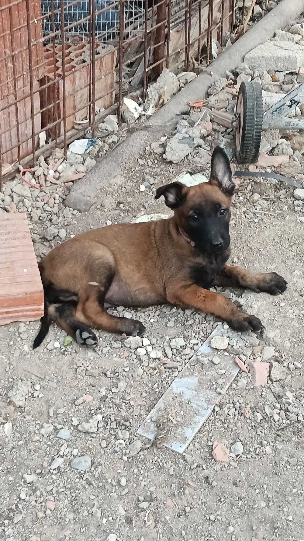 Ciobanesc belgiani - malinois