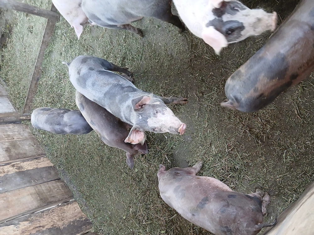 De vanzare porci, purcei, grasuni