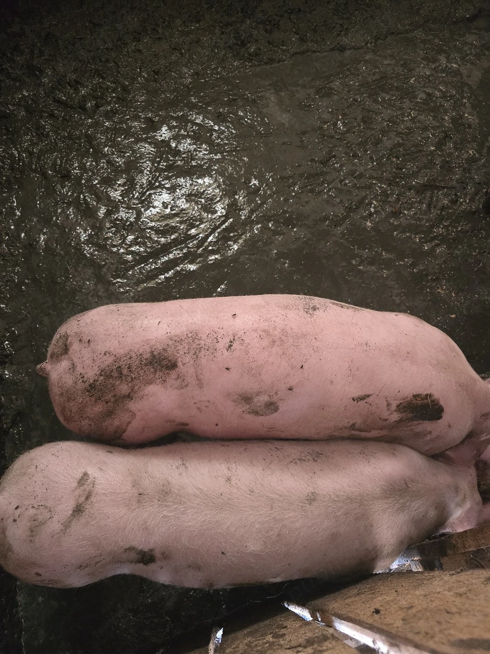 vand porci