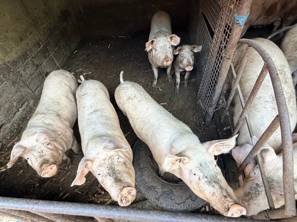 Porci de țară