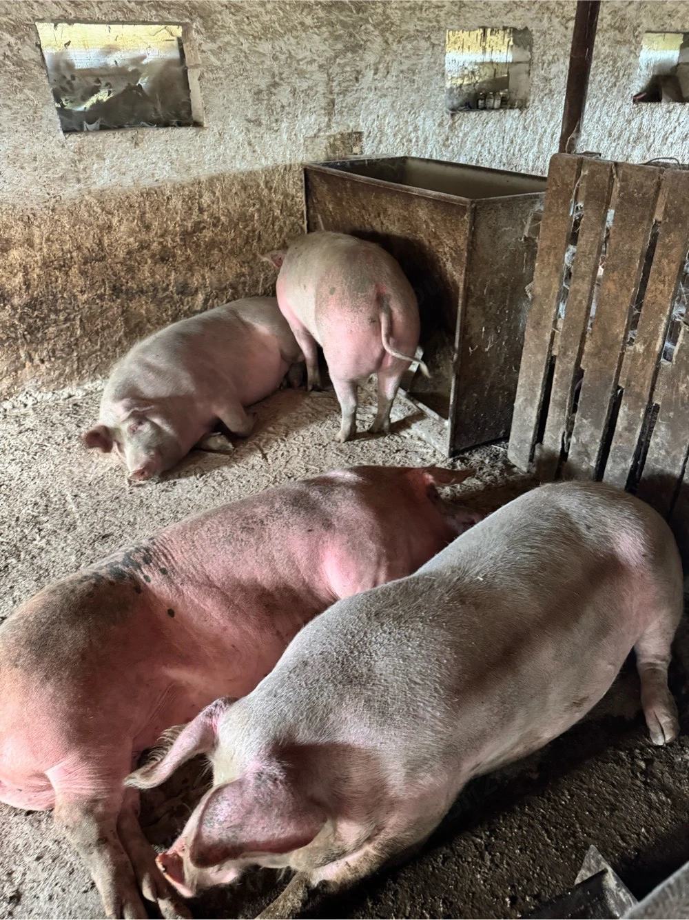 porci rasa de carne 