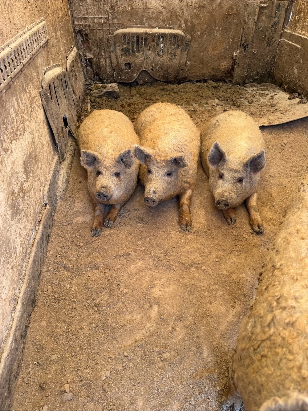 Porci Mangalita 80-150kg 