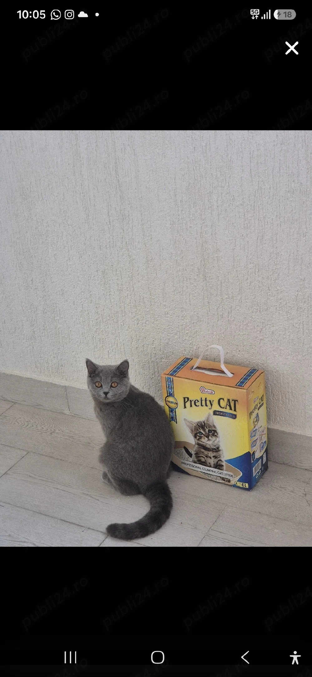 vand pisica british shorthair