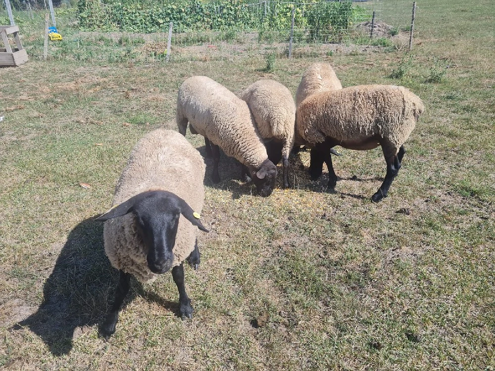 4 oi si 1 berbec Suffolk