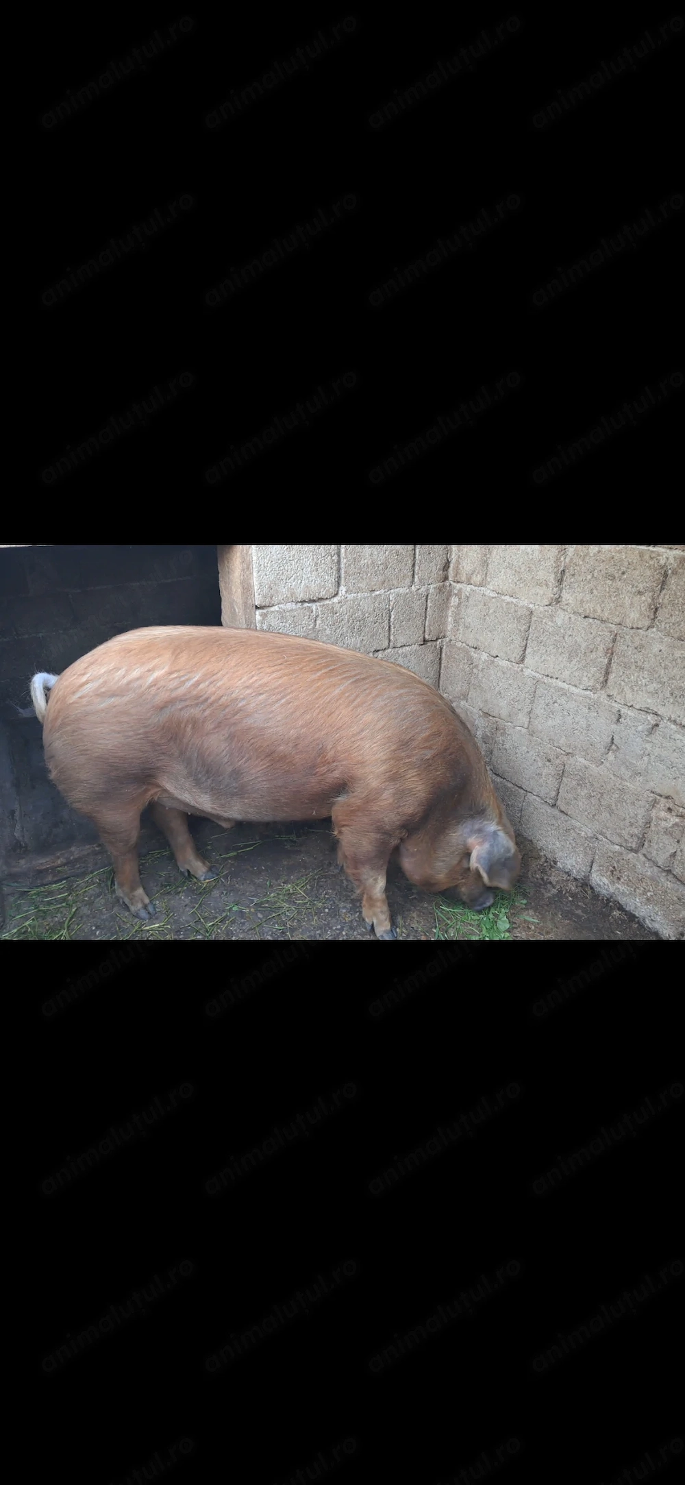 Porc de vânzare  rasa Duroc 