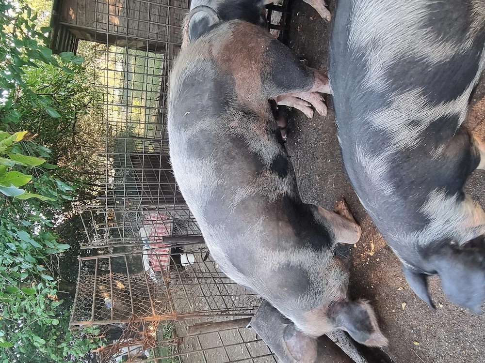 Purcea de vanzare 250 kg Pietrain