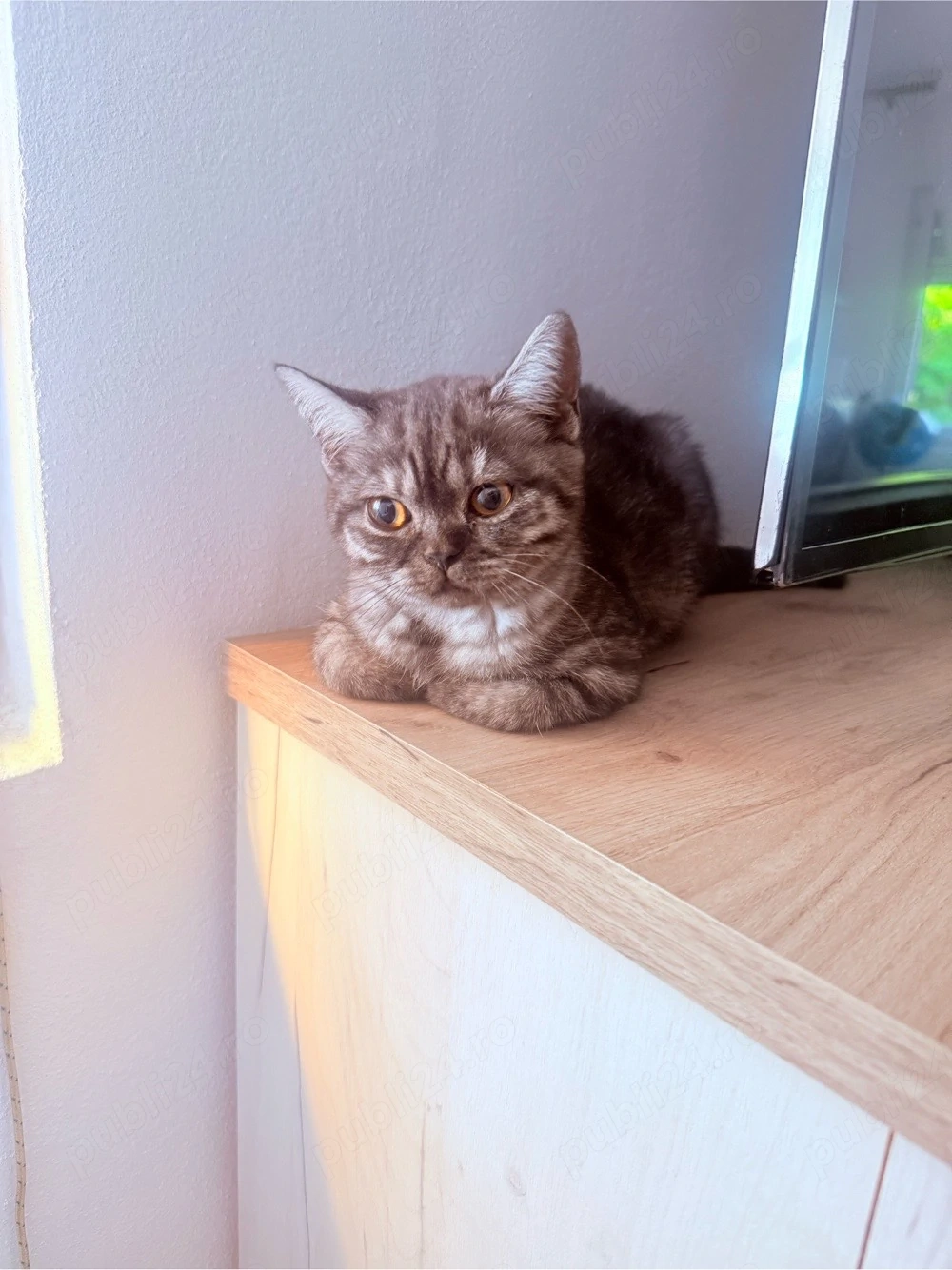 pisici britis shorthair tabby si point 
