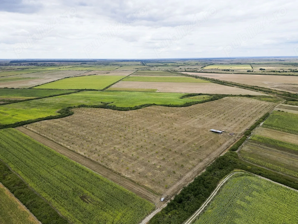 Teren arabil cu plantatie de nuc, Cermei, 14.06ha