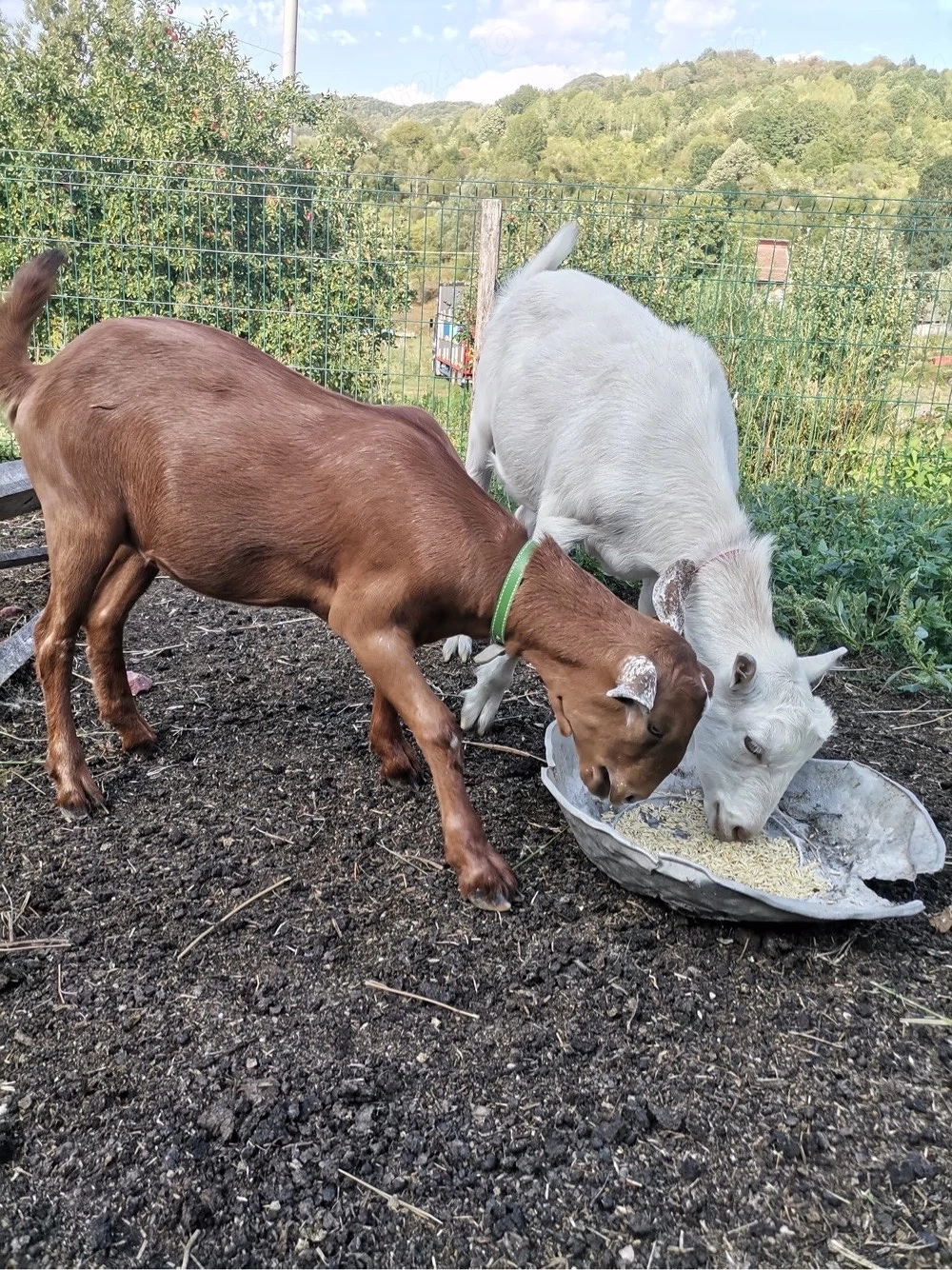 Vand URGENT două iedute