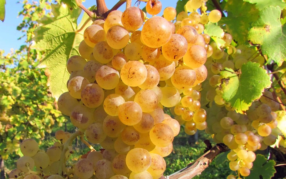 struguri de vin