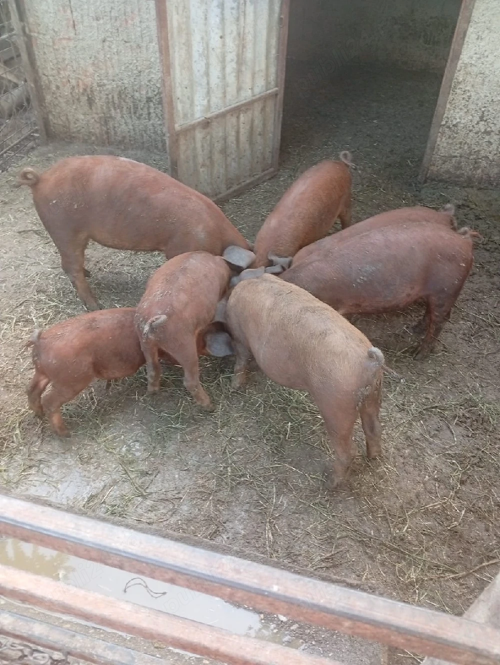 Vând purceii rasă duroc. 