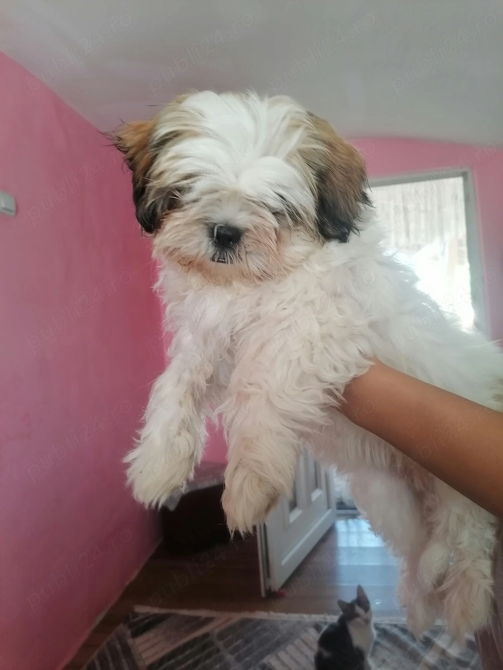 Shihtzu fetita 4 luni