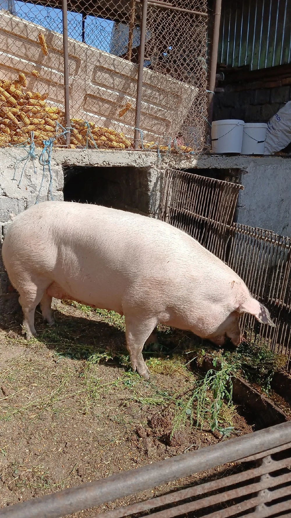 scroafa landras 