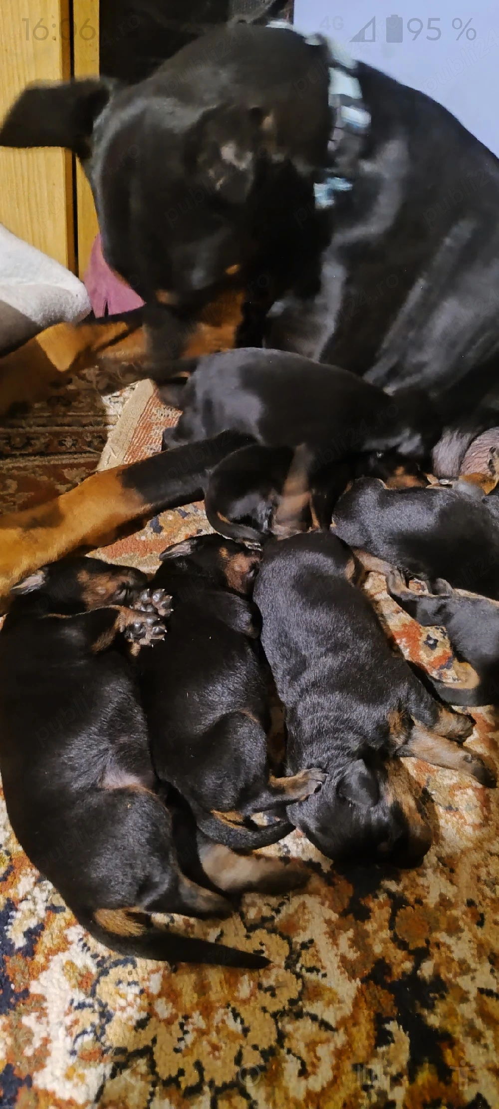 Cățeluși doberman pinscher 