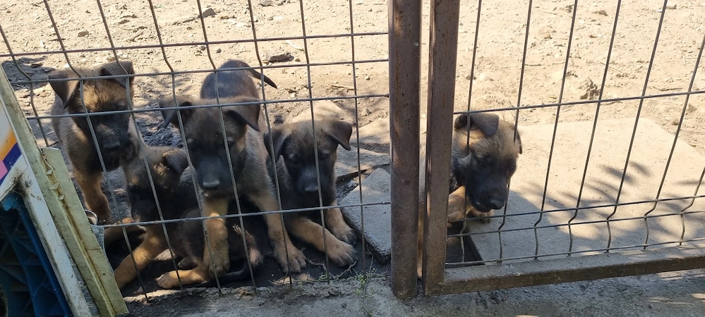 Catei malinois 