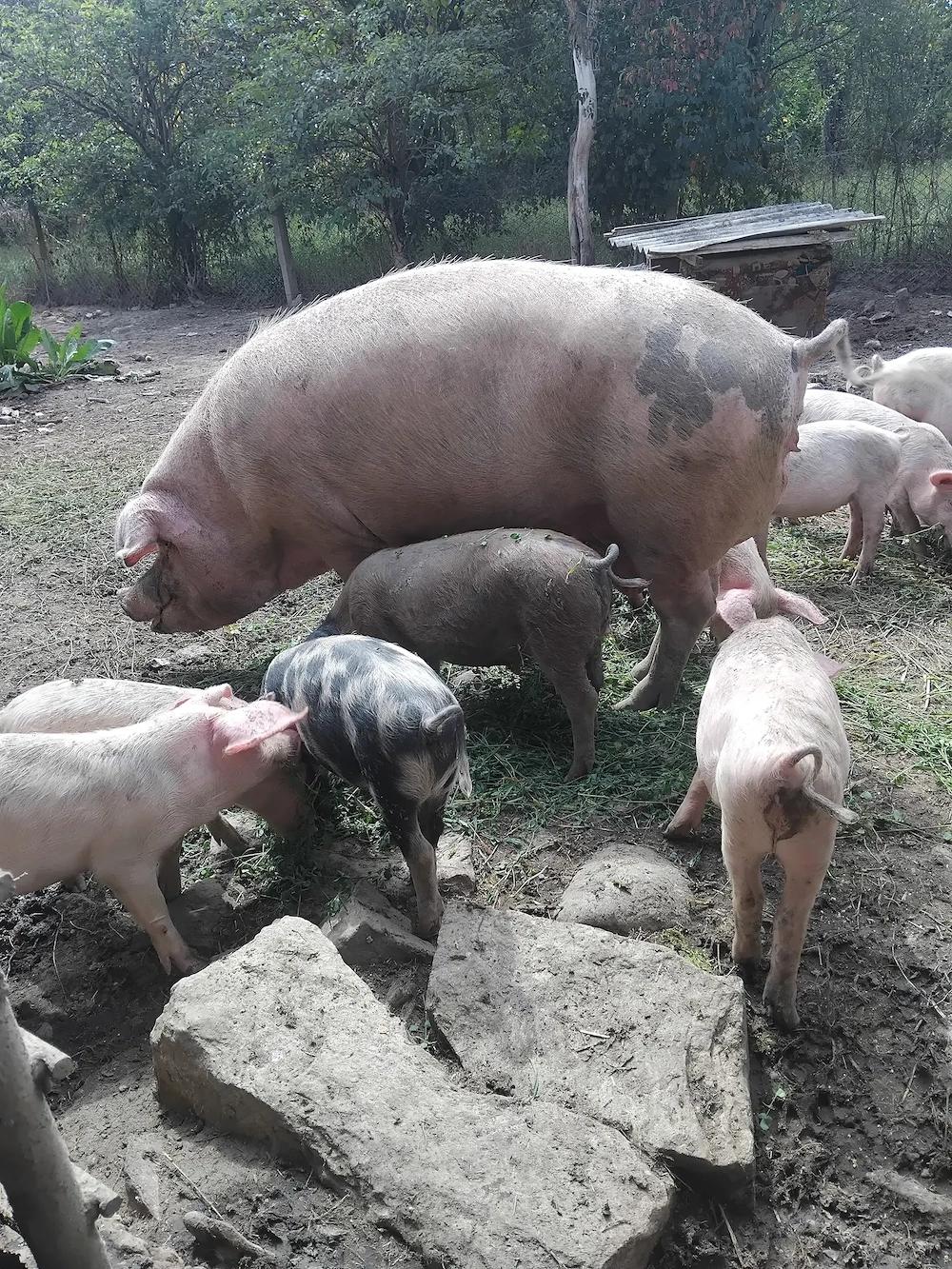 Purcei landras 12 săptămâni 