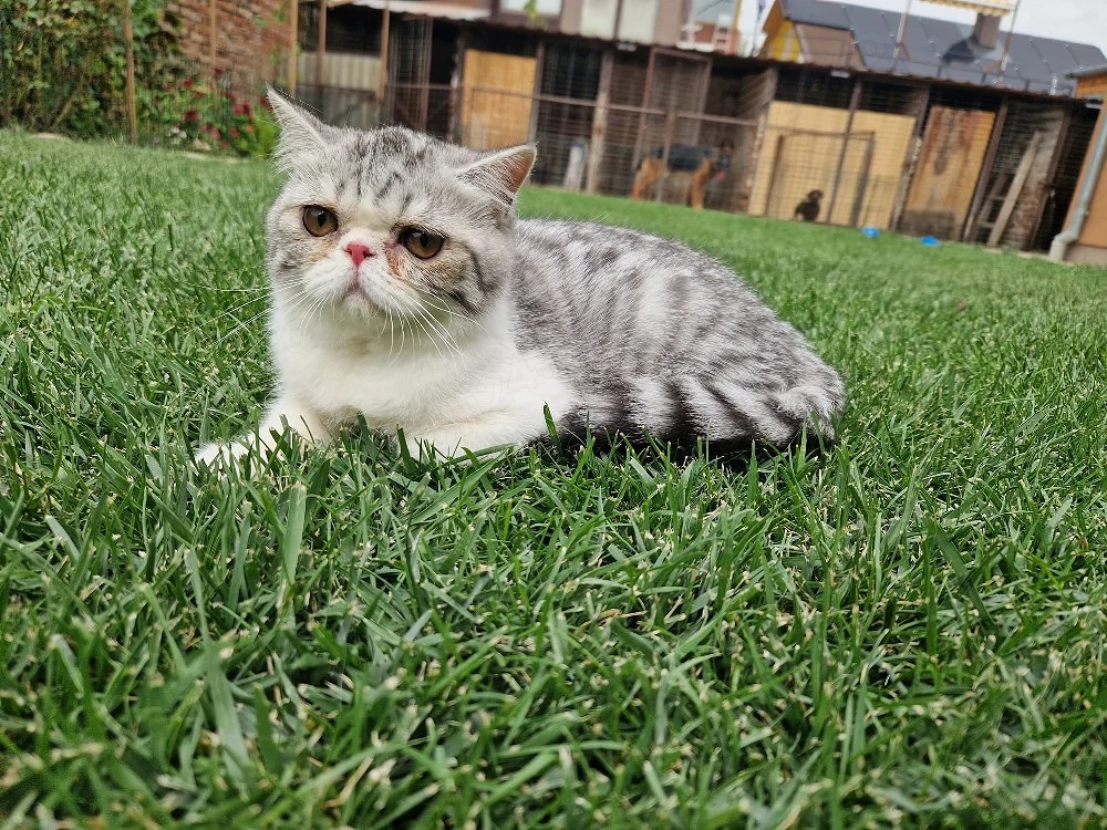Vand motanel Exotic Shorthair! 