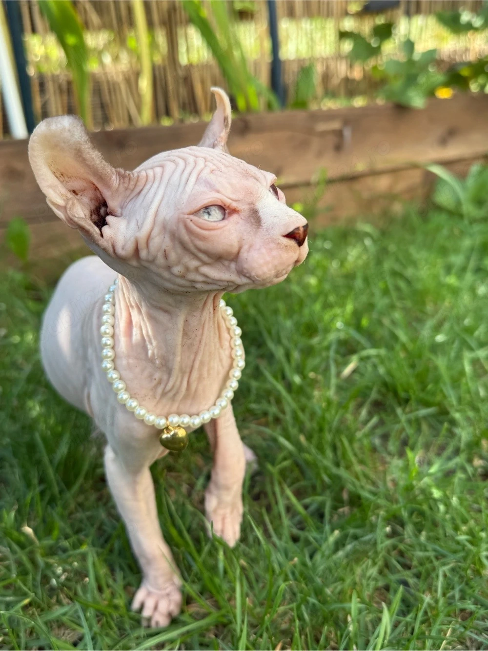 pui sphynx elf ,   sfinx  sociabili , iubitori 