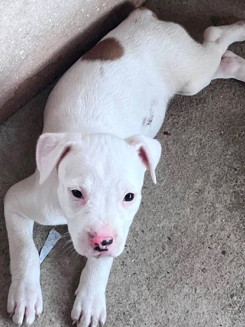 amstaff pui 