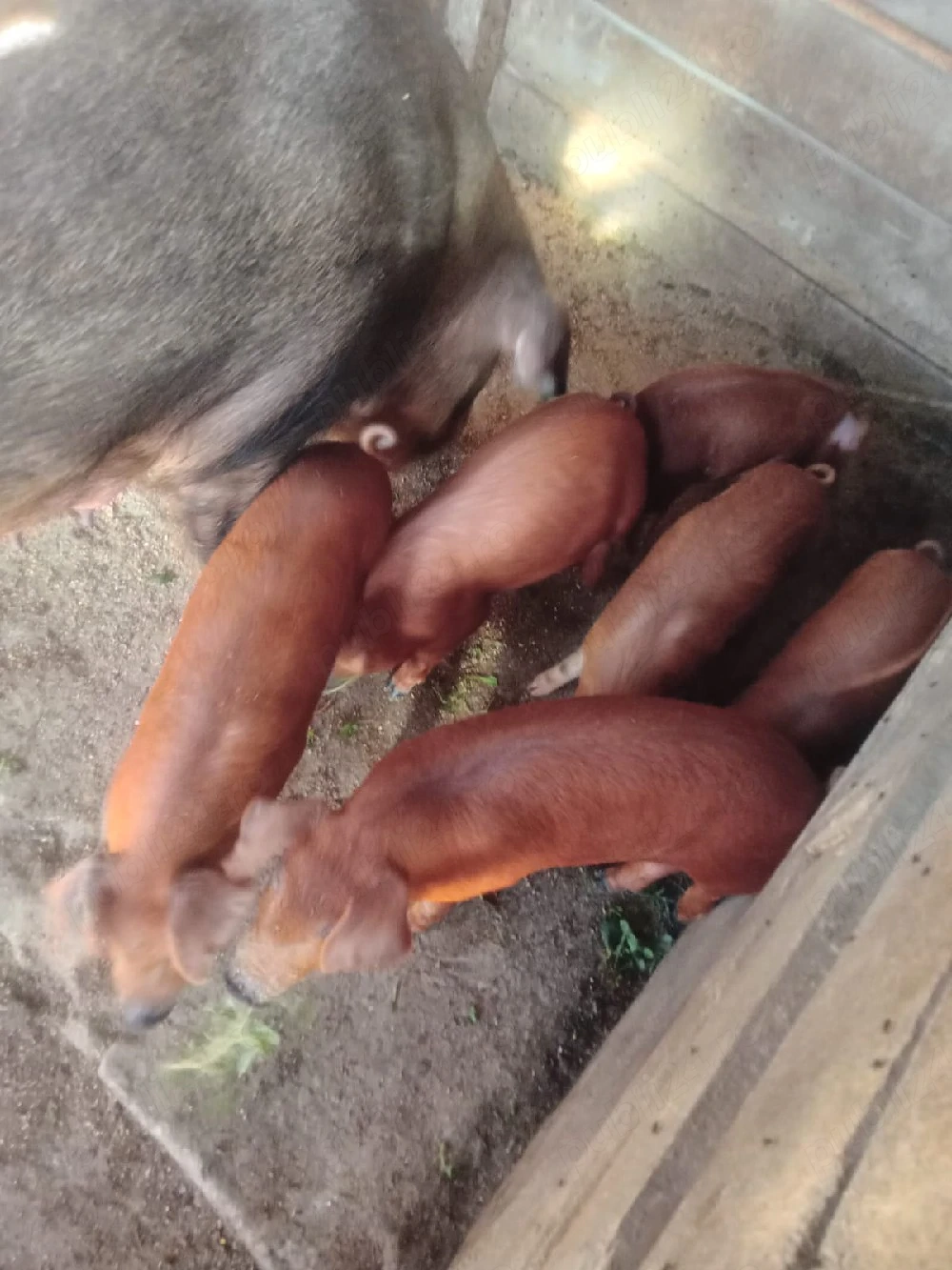 Purcei Duroc