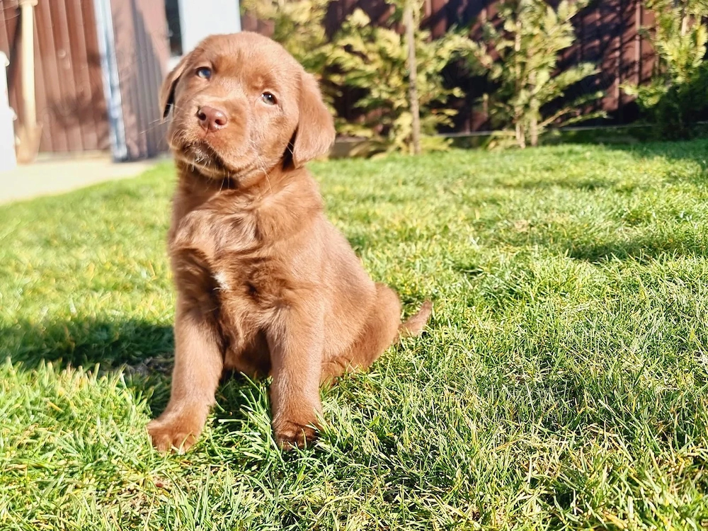 Labrador Retriever Ciocolatiu