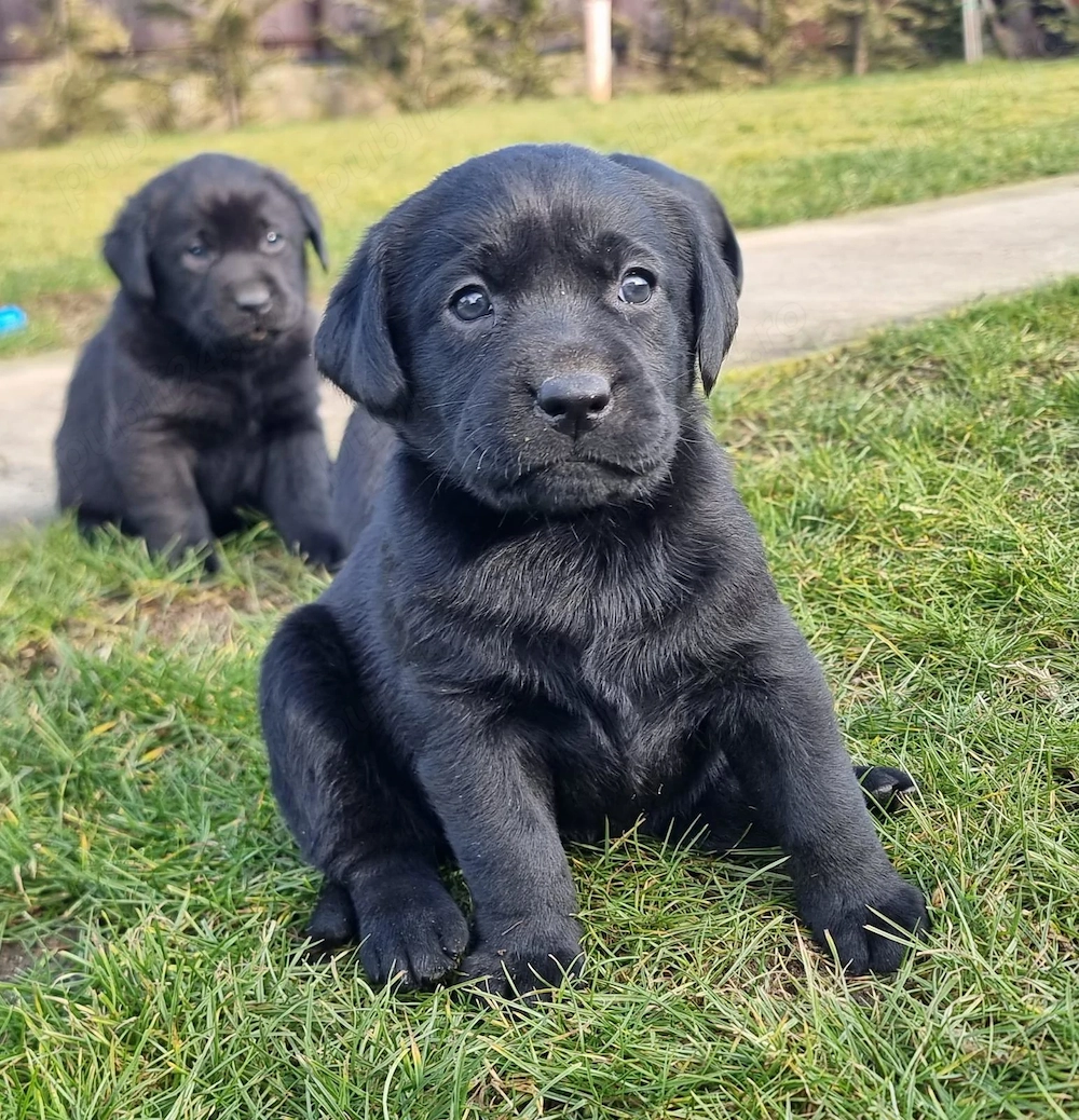 Labradori Retriveri multicolori