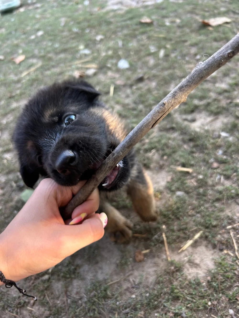 Vand Pui Ciobanesc German