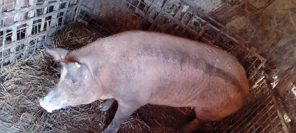 Vând porc duroc