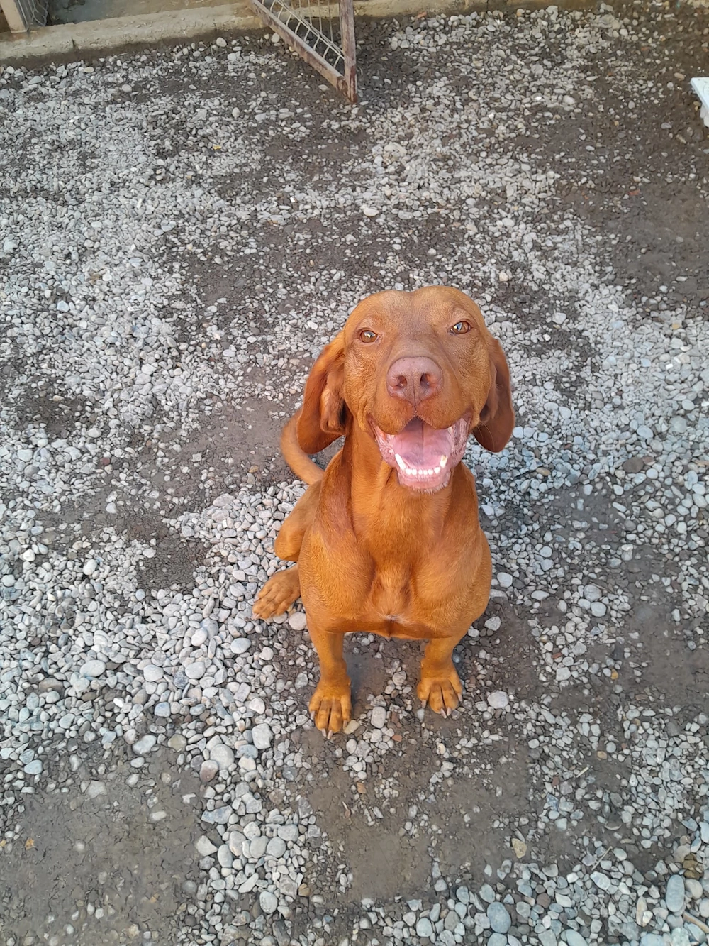 Vând vizsla maghiar(dau spre adopție la cineva care are grija de el)jud Mures