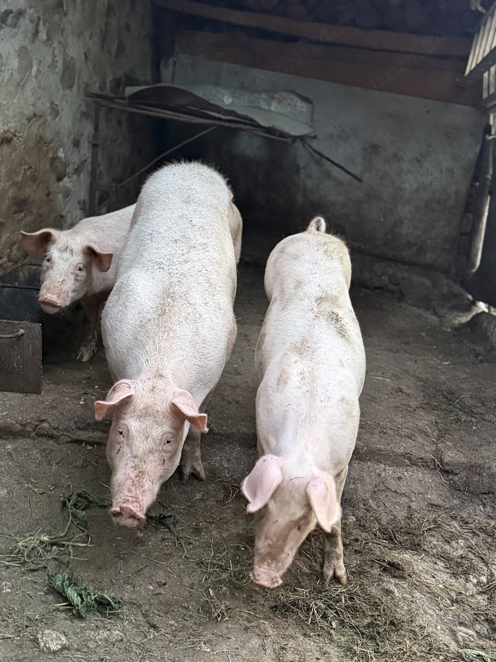 Porci de vânzare 50-60 kg