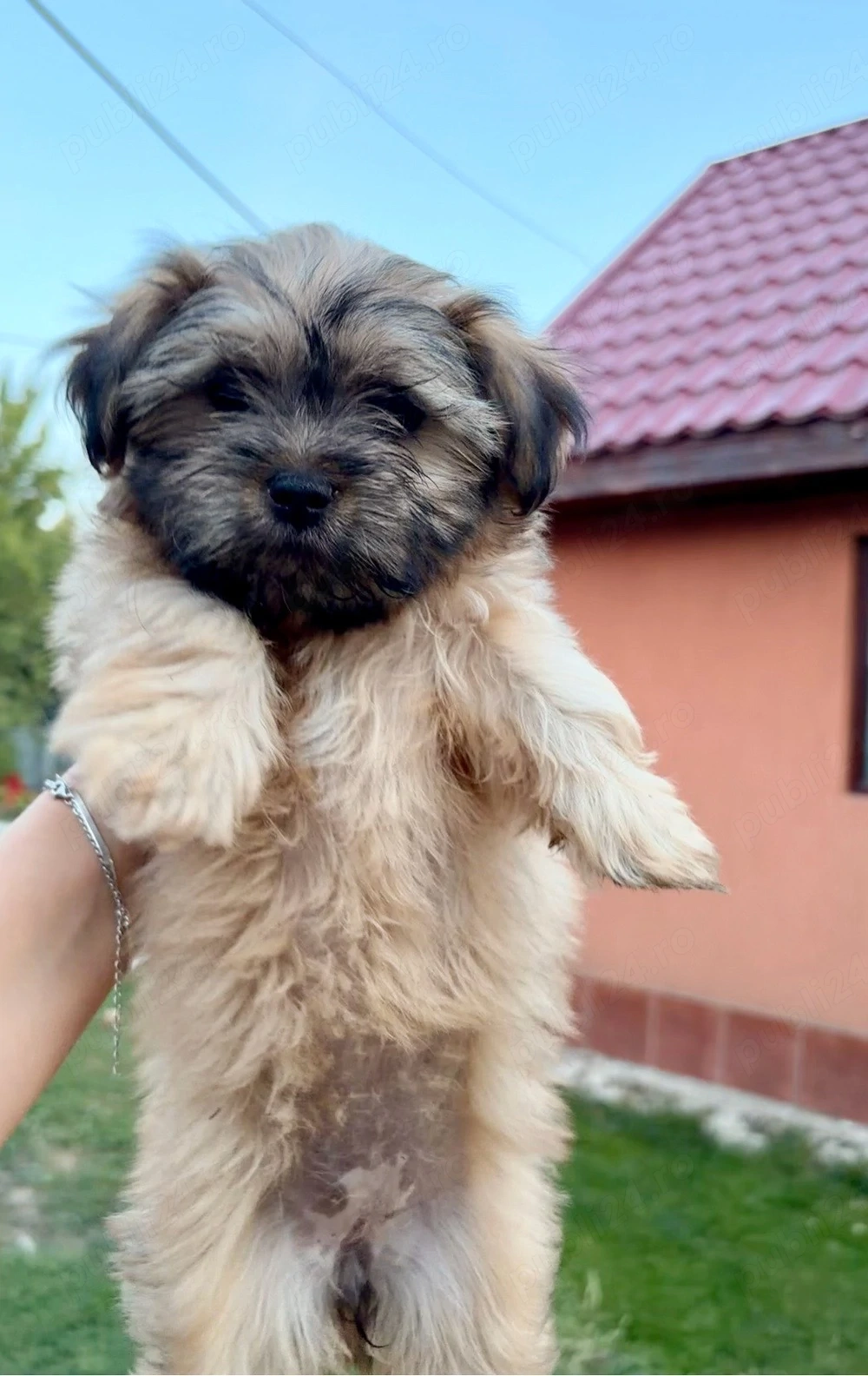 fetita bichon havanez