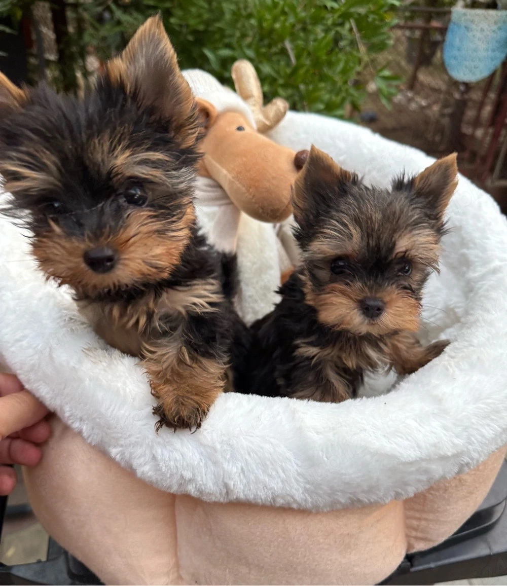 yorkshire terrier