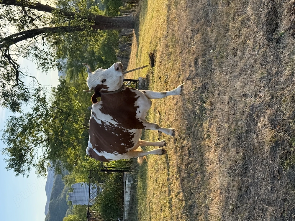 Vand vaca buna de lapte 