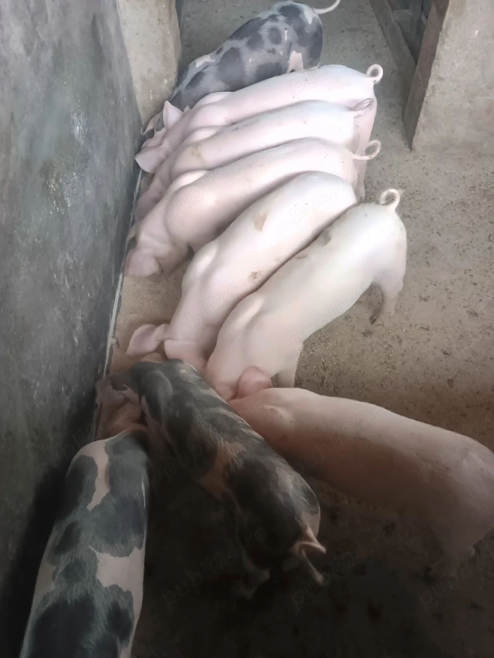 Purcei 8 saptamani